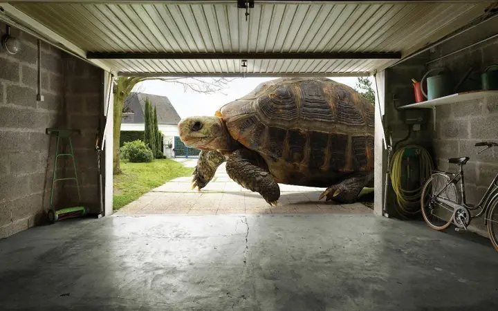 Giant Tortoise in Garage as a phone lock screen