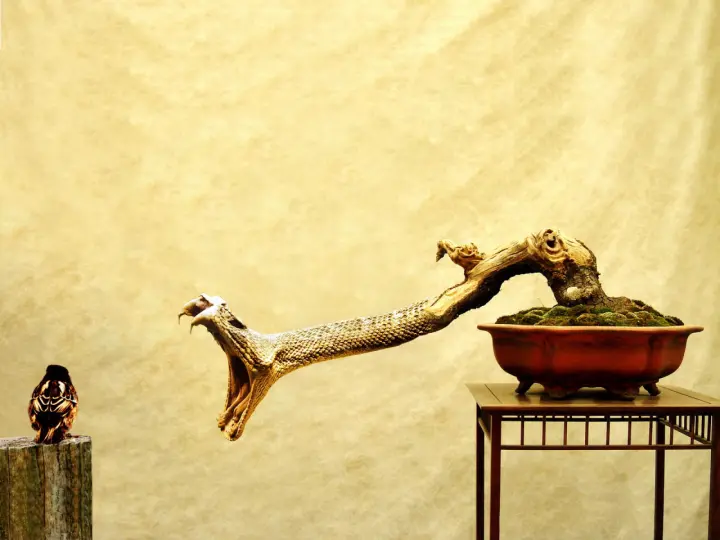 Serpent Bonsai Confronts Little Bird as a phone lock screen