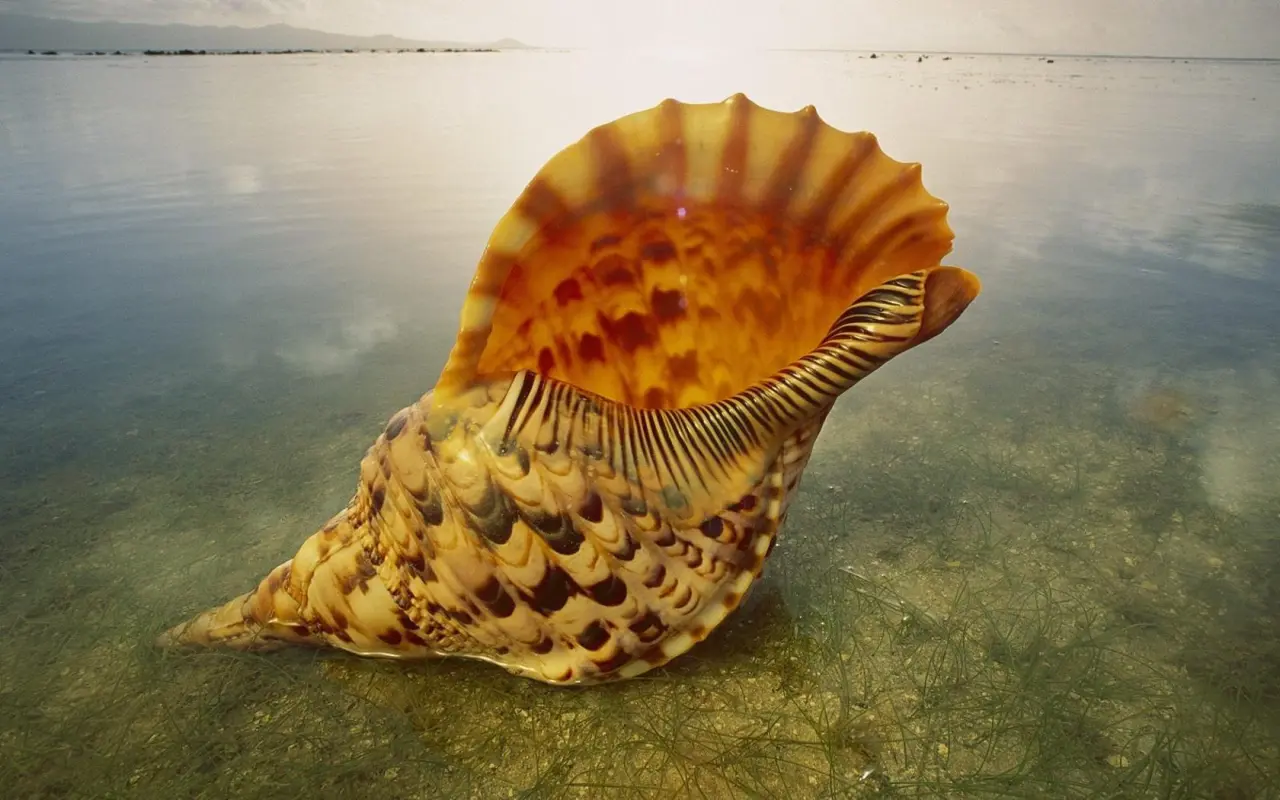 Golden Sea Shell – brown and green desktop wallpaper, 1680×1050