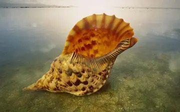 Golden Sea Shell wallpaper
