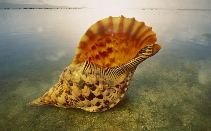 Golden Sea Shell as a phone lock screen