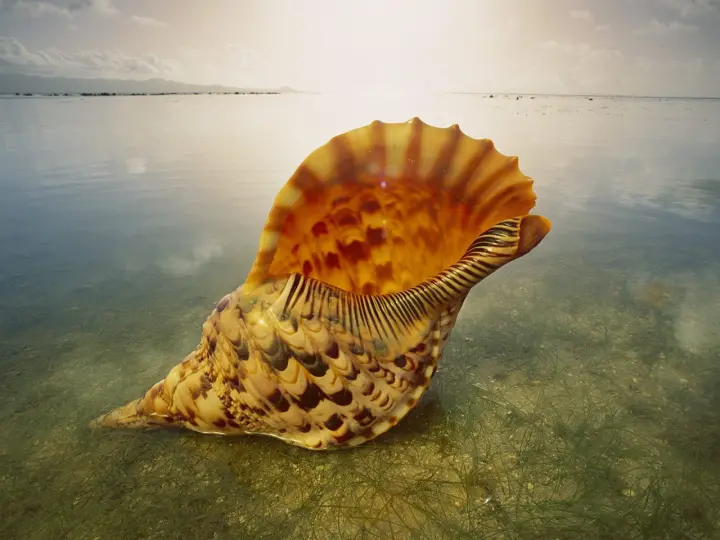 Shell Resting In Shallow Water as a phone lock screen