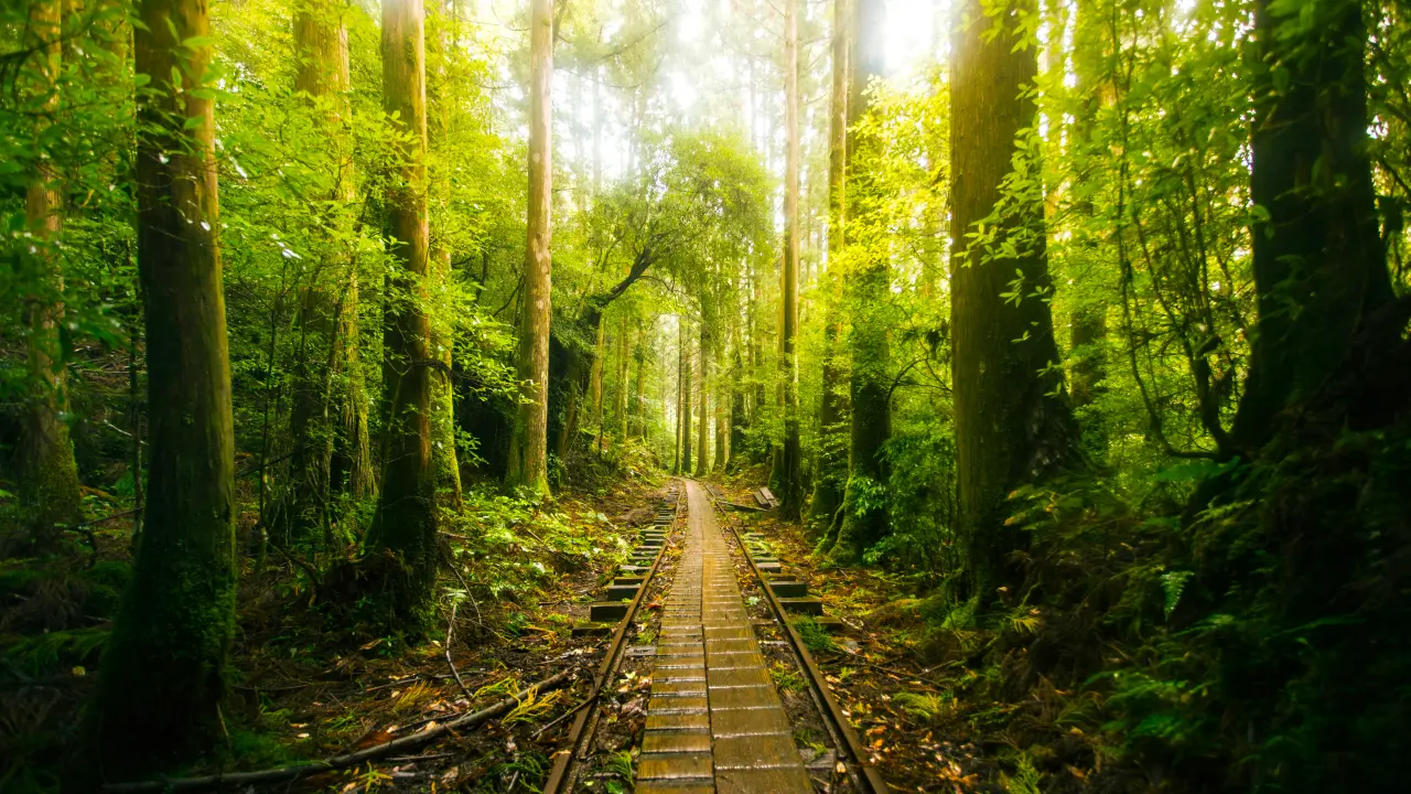 Sunlight Through Forest Trees – black and green desktop wallpaper, 5120×2880