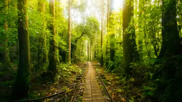 Sunlight Through Forest Trees wallpaper
