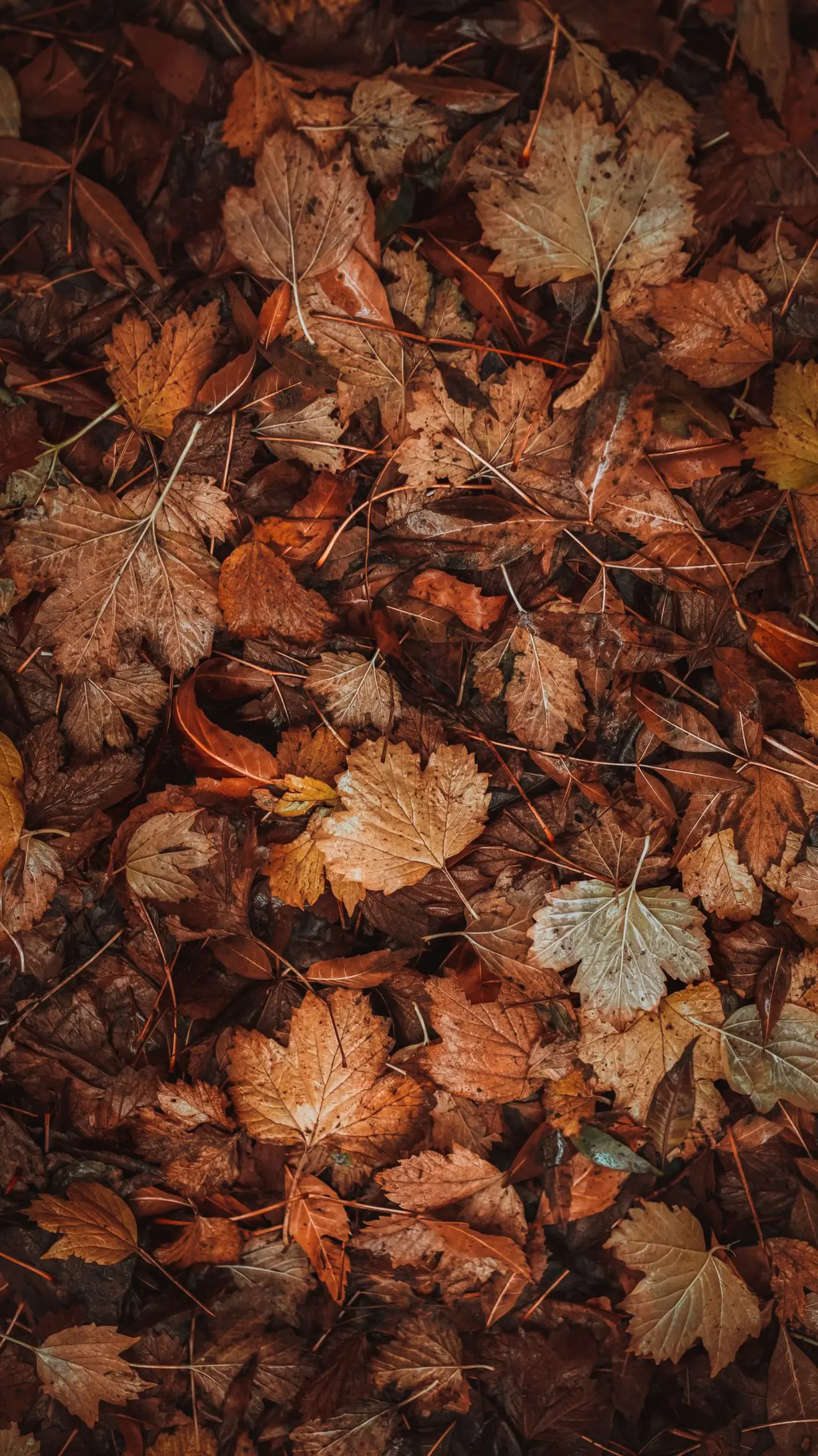 Autumn Leaf Carpet – brown and black phone wallpaper, 1688×3000