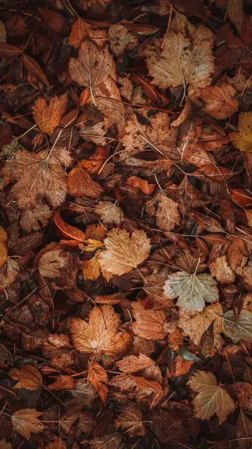 Autumn Leaf Carpet wallpaper