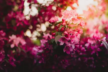 Spring Blossom Symphony wallpaper