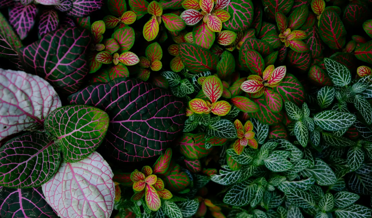 Vibrant Veined Leaves Pattern – green and black desktop wallpaper, 4400×2587