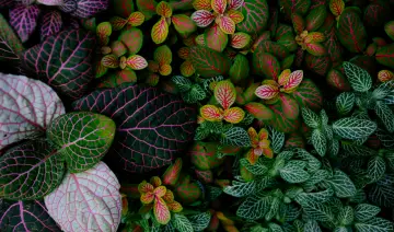 Vibrant Veined Leaves Pattern wallpaper