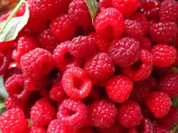 Fresh Sweet Raspberries wallpaper