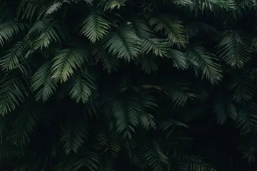 Shadows of Palm Leaves wallpaper