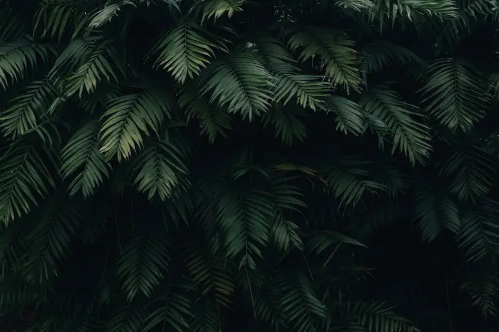 Shadows of Palm Leaves as a phone lock screen