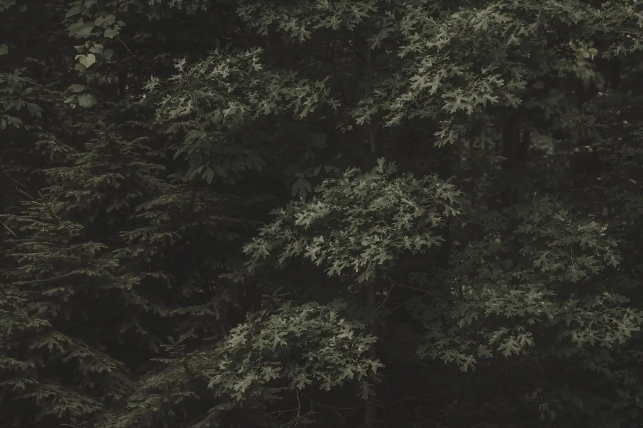 Deep Forest Canopy – black and grey desktop wallpaper, 6000×4000