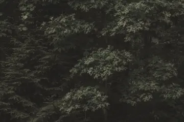 Deep Forest Canopy wallpaper