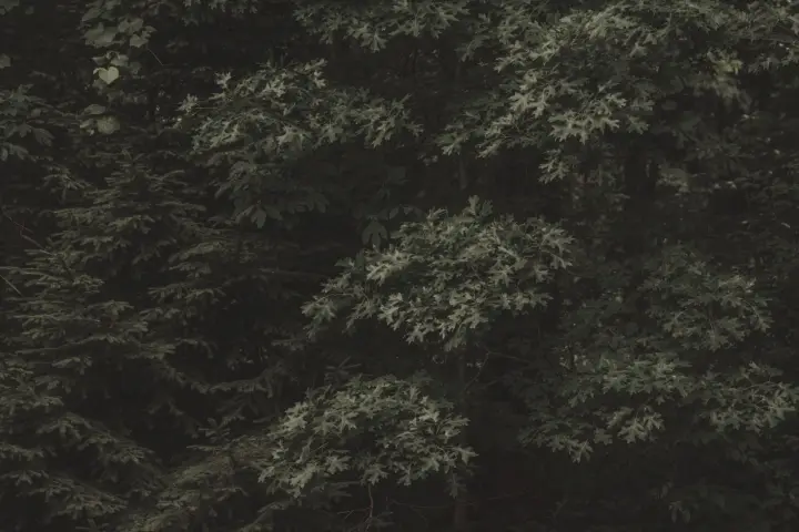 Deep Forest Canopy as a phone lock screen