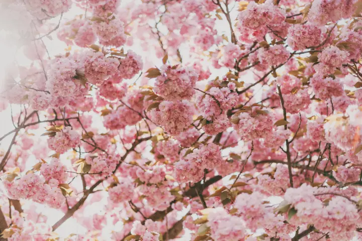 Spring Cherry Blossoms as a phone lock screen