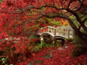 Autumn Bridge in Red wallpaper