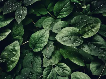 Rainfall on Green Leaves wallpaper
