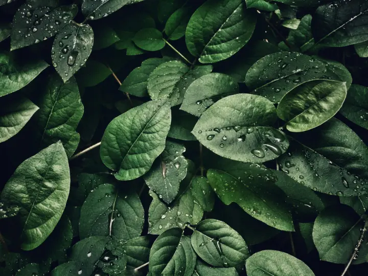 Rainfall on Green Leaves as a phone lock screen