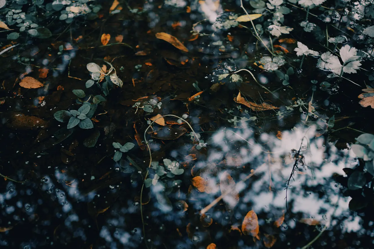 Leaves Beneath Dark Water – black and grey desktop wallpaper, 6000×4000