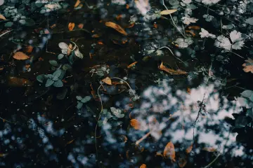 Leaves Beneath Dark Water wallpaper
