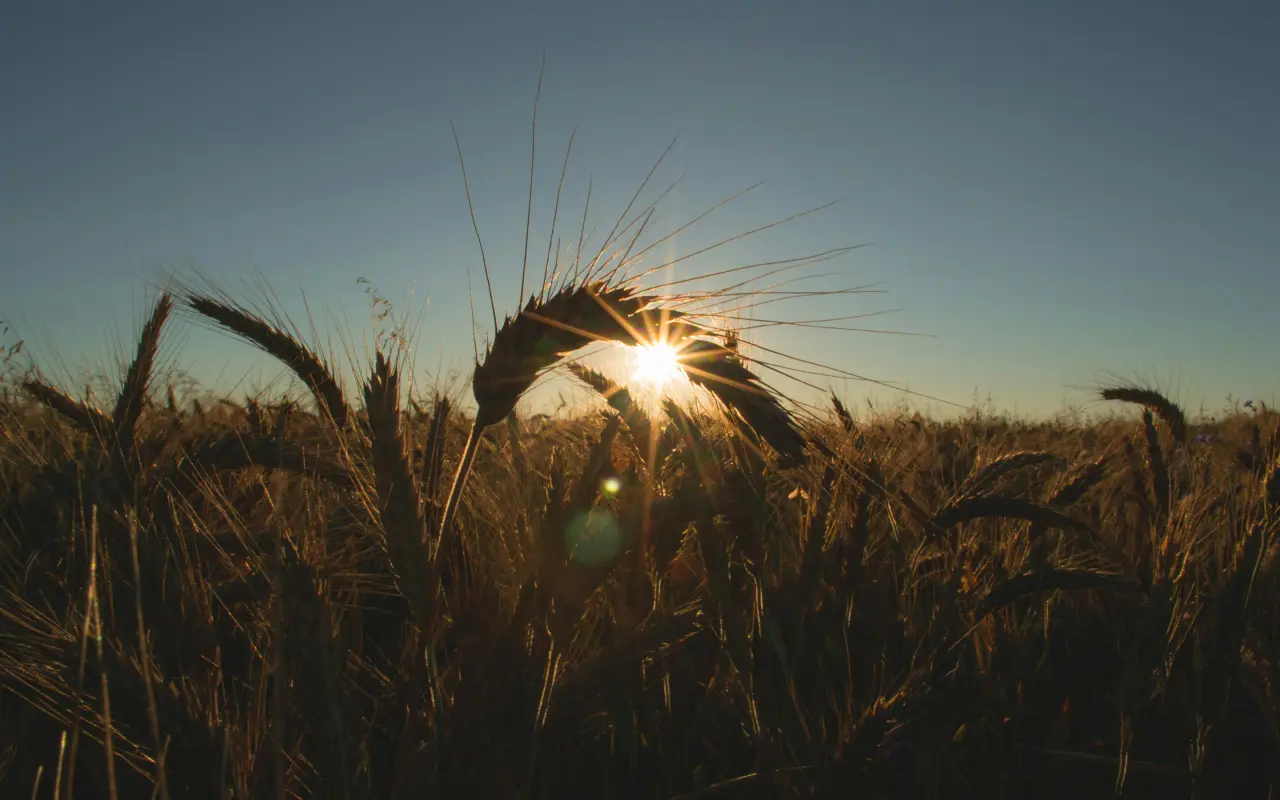 Golden Wheat At Sunset – black and grey desktop wallpaper, 2880×1800