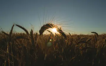 Golden Wheat At Sunset wallpaper