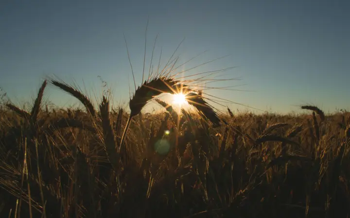 Golden Wheat At Sunset as a phone lock screen