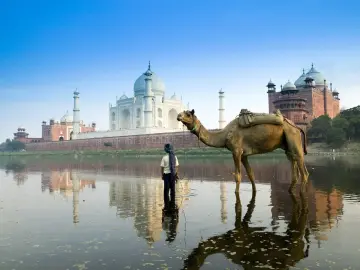 Camel by the River wallpaper