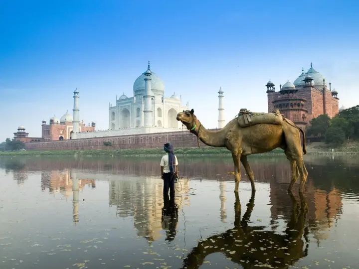 Camel by the River as a phone lock screen