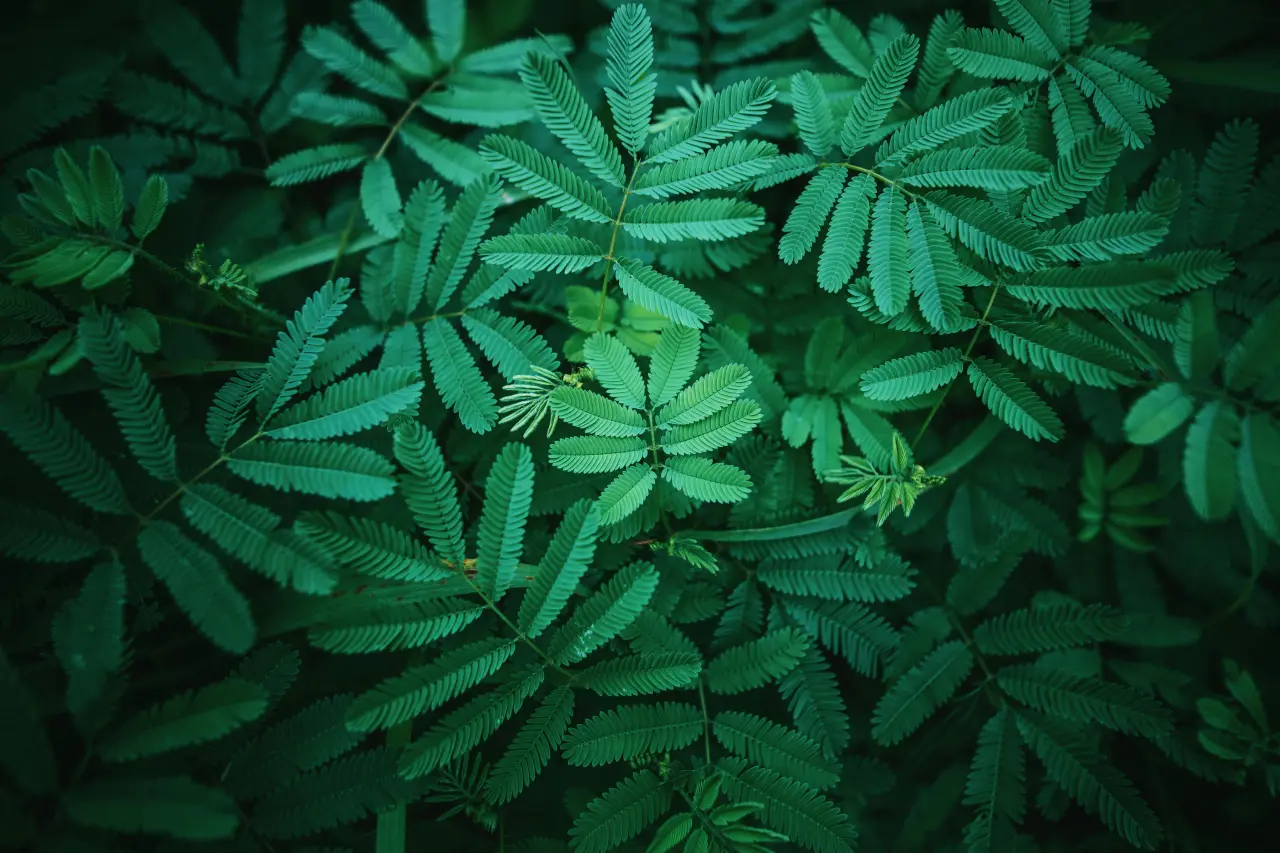 Emerald Fern Canopy – grey and black desktop wallpaper, 6000×4000