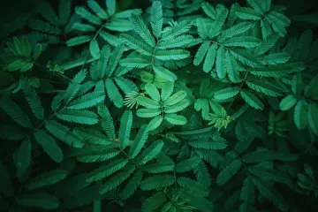 Emerald Fern Canopy wallpaper