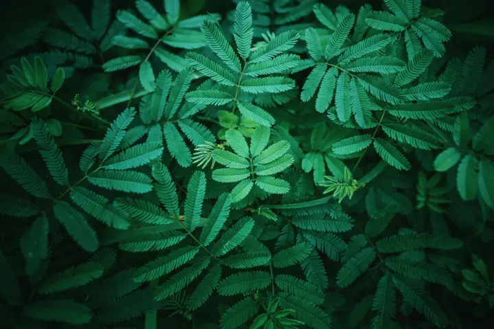Emerald Fern Canopy as a phone lock screen