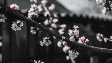 Spring Branch in Monochrome wallpaper