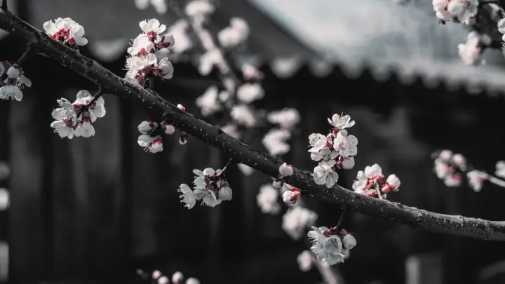 Spring Branch in Monochrome as a phone lock screen