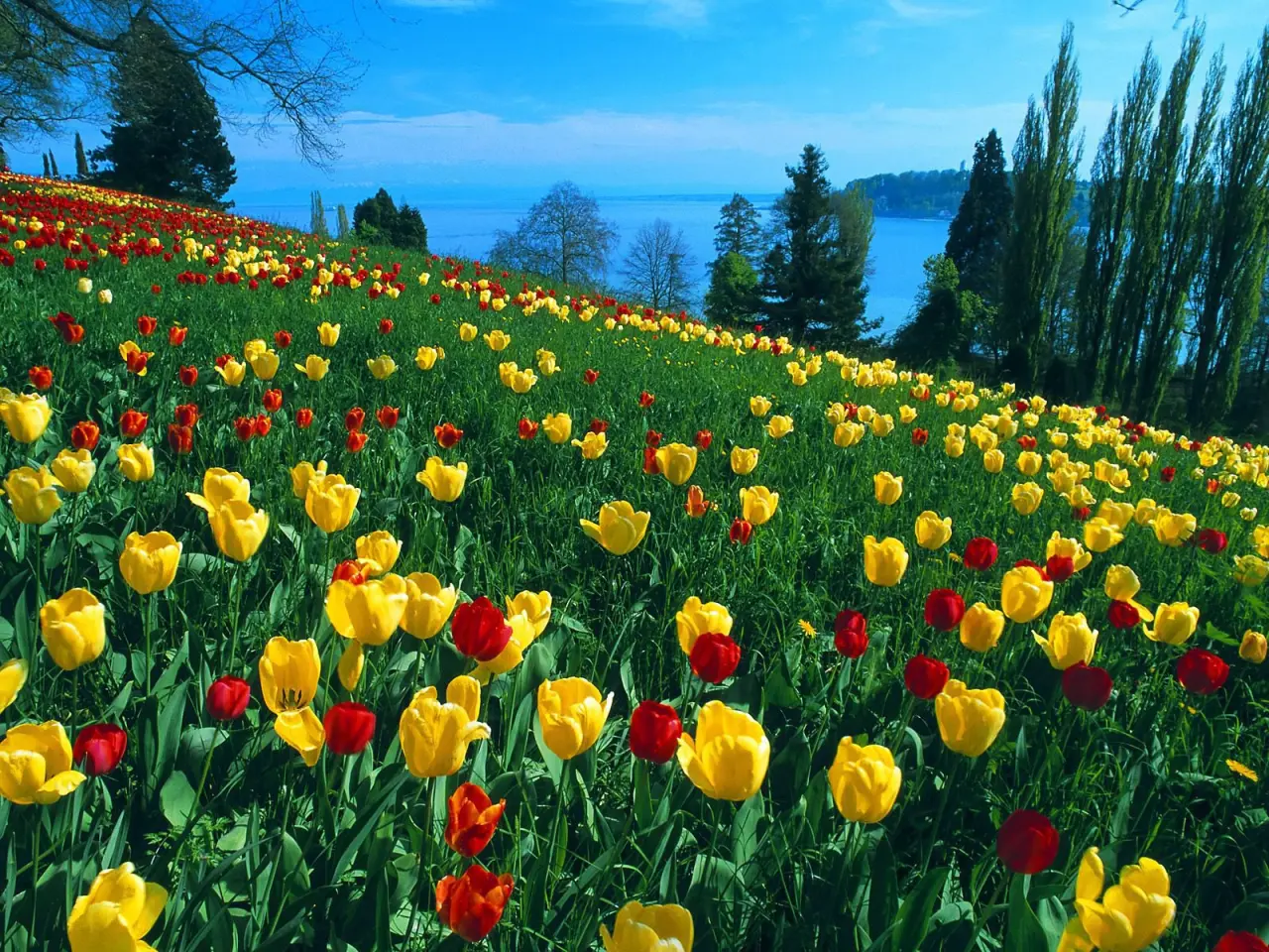 Spring Tulip Hillside By Sea – grey and green desktop wallpaper, 1600×1200