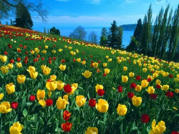 Spring Tulip Hillside By Sea wallpaper