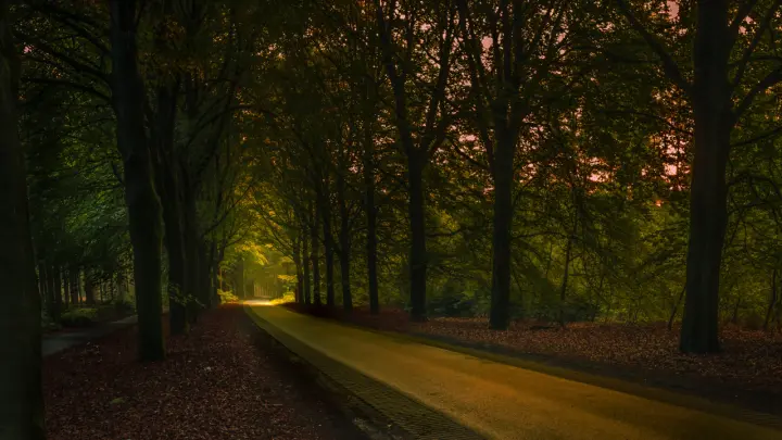Path Through The Trees as a phone lock screen