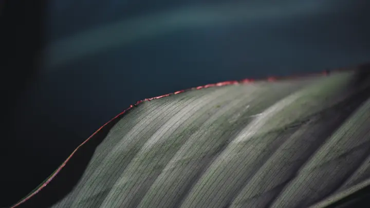 Edge of Green as a phone lock screen