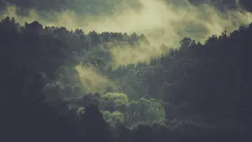 Mist over Forest wallpaper