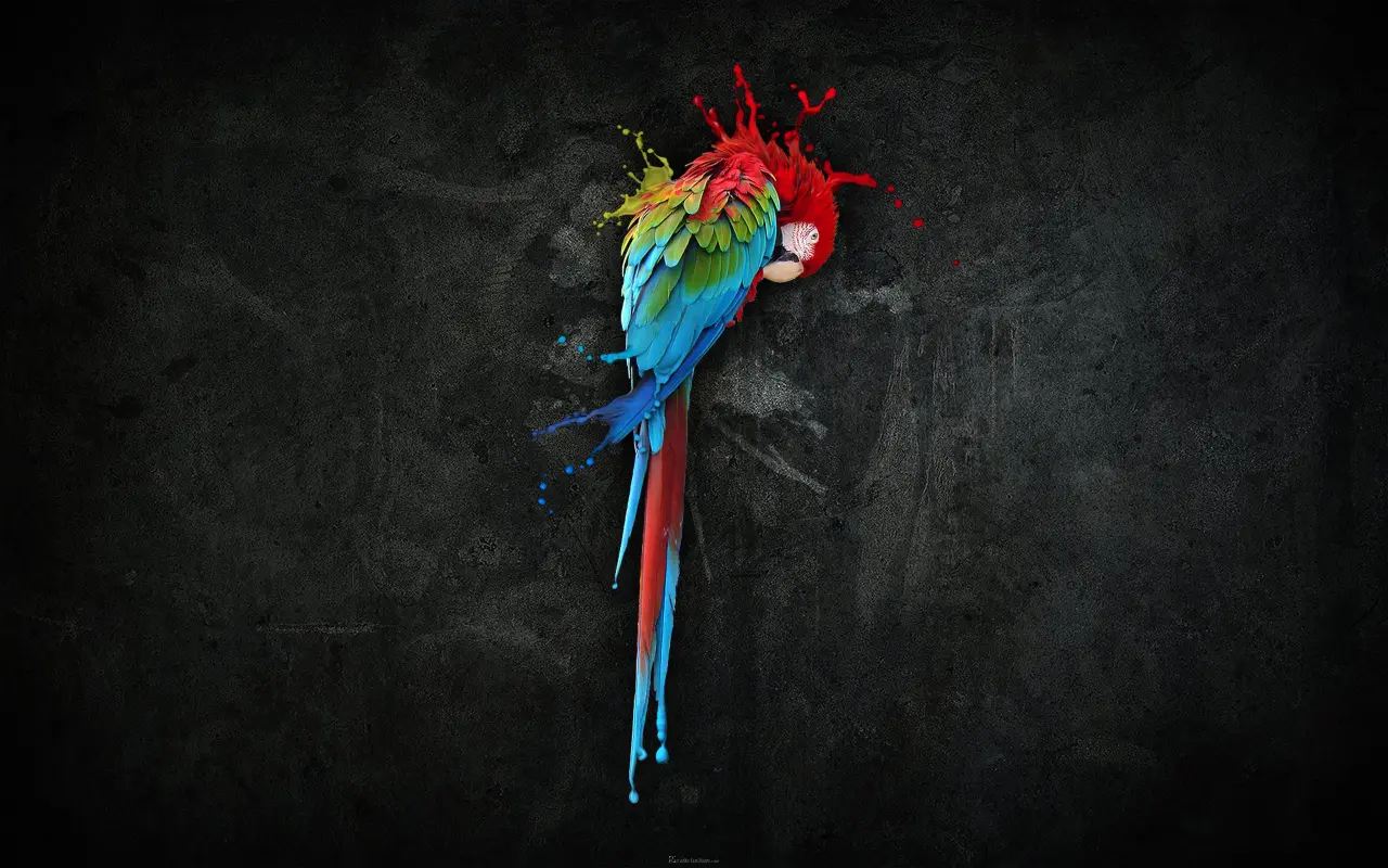Splash of Vibrant Plumage – black and teal desktop wallpaper, 2560×1600
