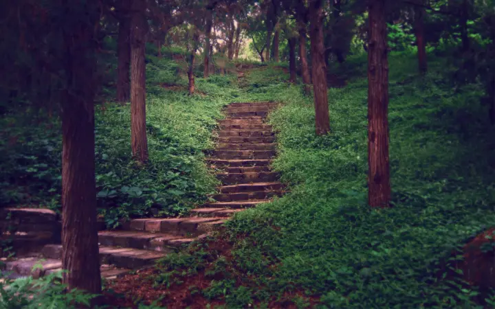 Stairway Through The Forest as a phone lock screen