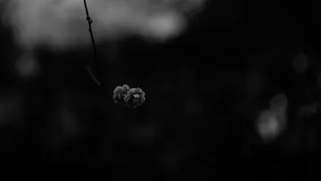 Silent Bloom in Shadows wallpaper