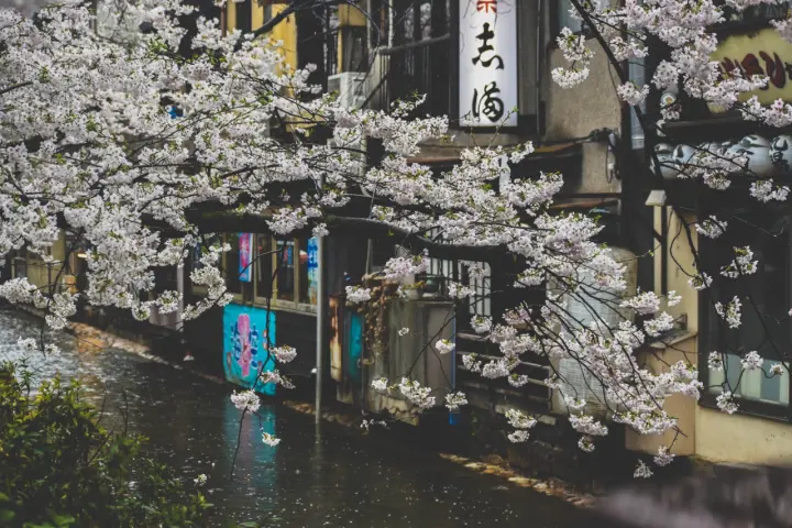 Spring Blossoms Over Canal as a phone lock screen