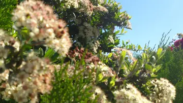 Sunlit White Blossoms wallpaper