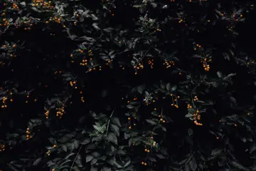 Dark Amber Berries wallpaper