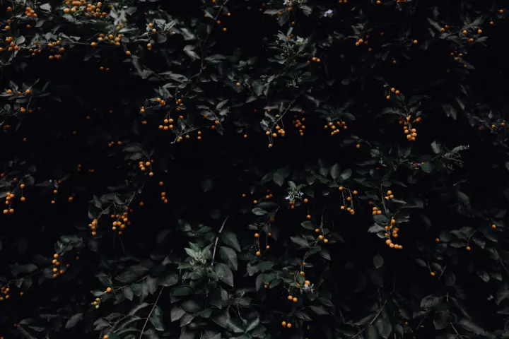 Dark Amber Berries as a phone lock screen