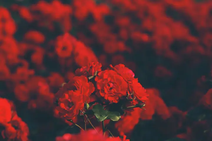 Crimson Garden Blossoms as a phone lock screen