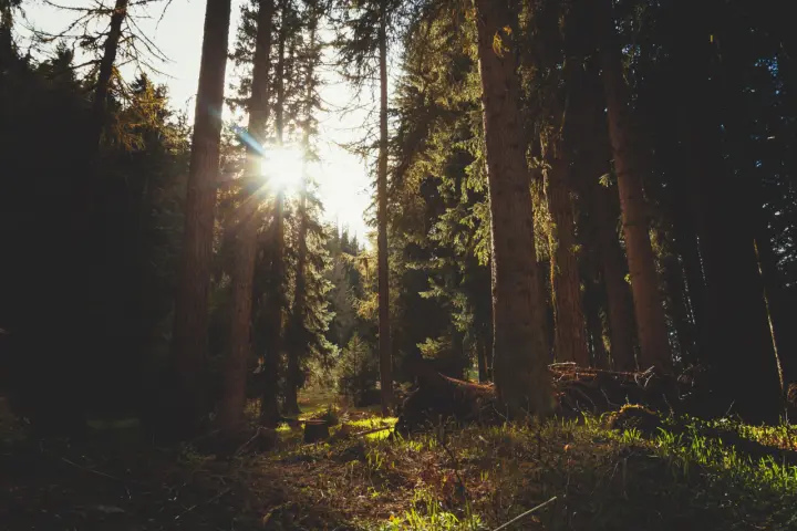 Sunlight Through Pine Trees as a phone lock screen