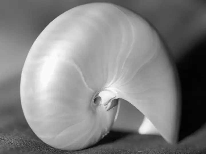 Spiral Shell Curves as a phone lock screen